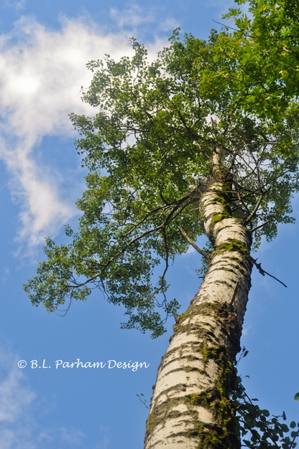 Photo looking up the trunk of a birch tree into a beautiful sky.
